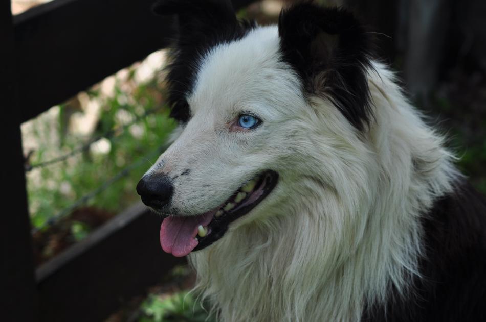 a white dog with unusual eyes