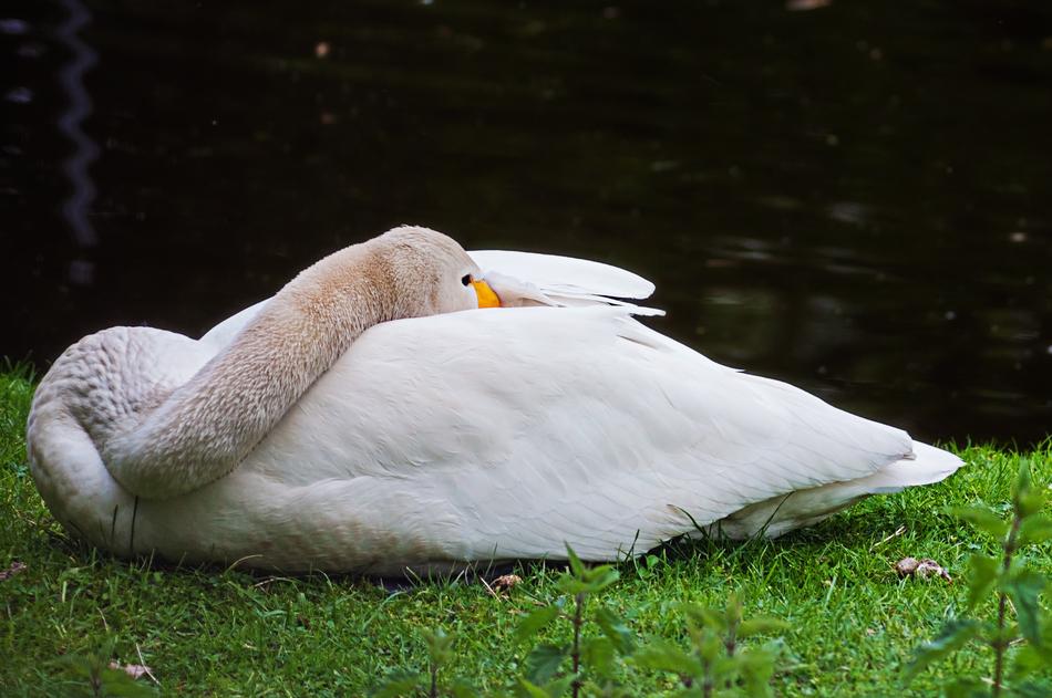 Goose Animal Bird