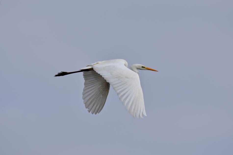 Animal Sky Bird Wild