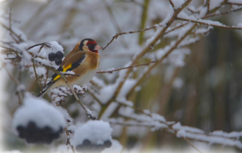 Goldfinch Elegant Bird