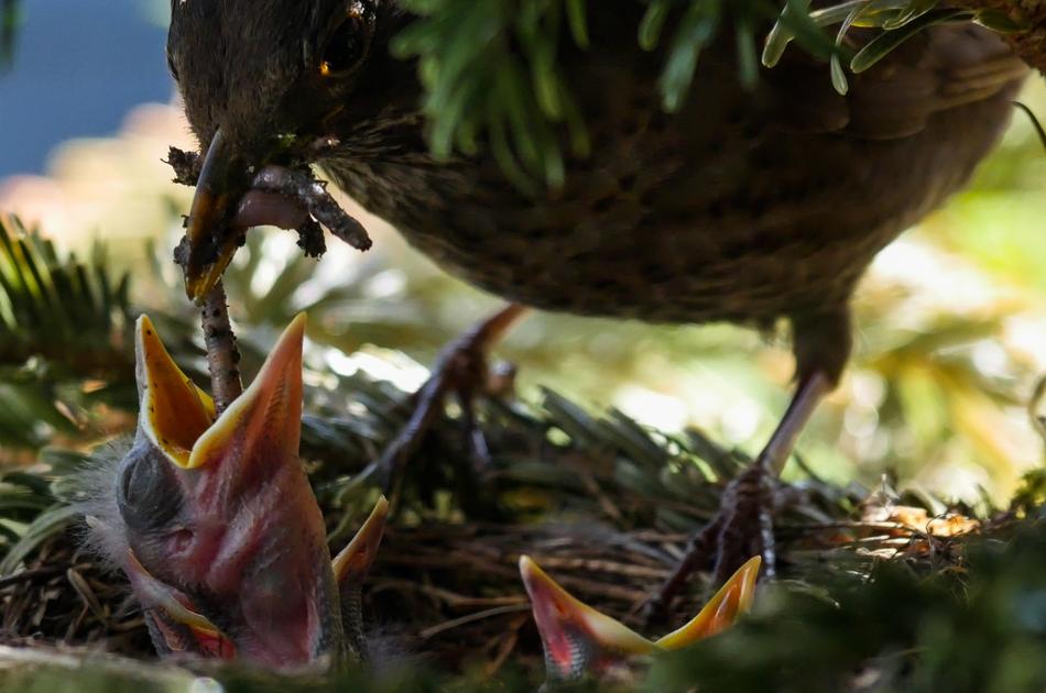 bird feeding her chicks