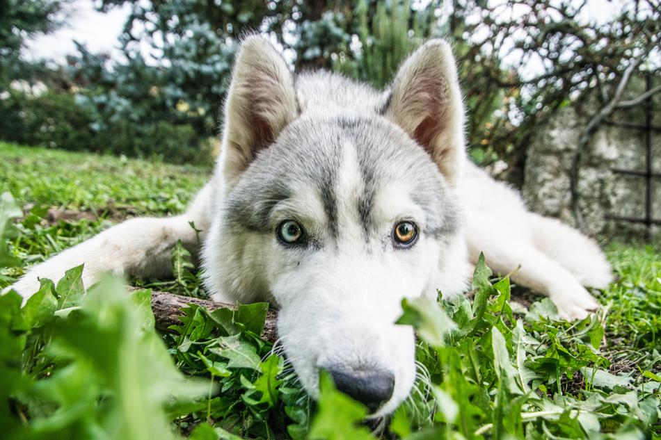 Husky Siberian Dog