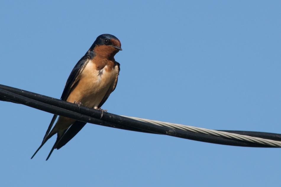 Swallow Bird Animal