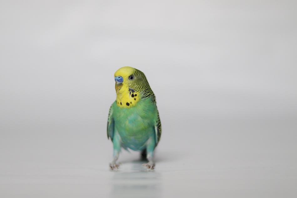 colored parrot on a white background cute