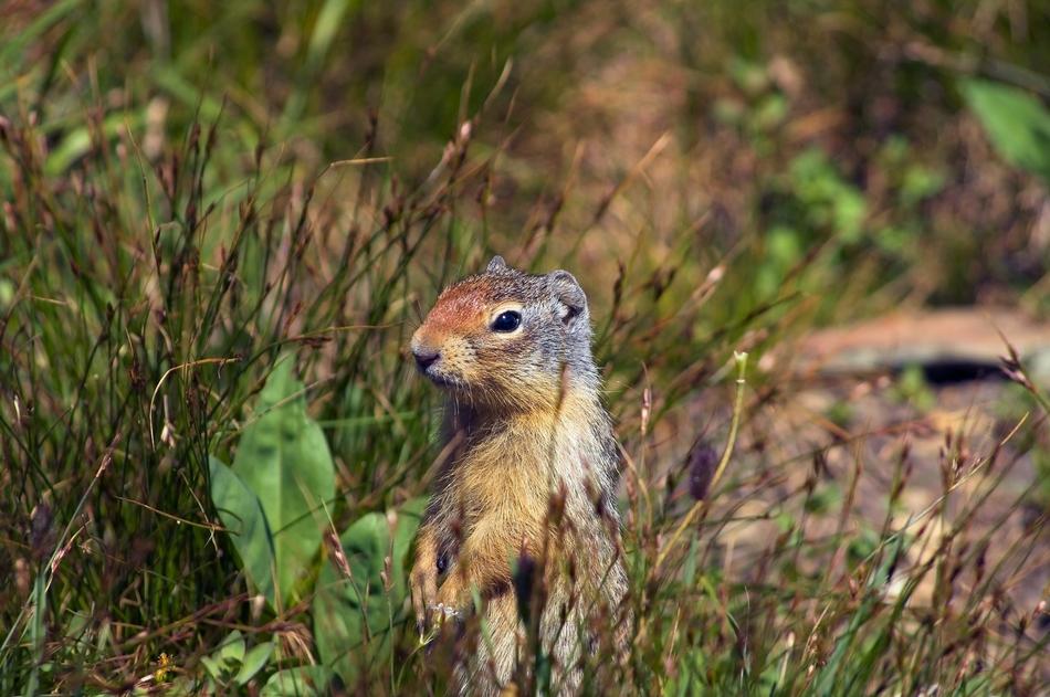 photo of Ground Squirrel At Attention