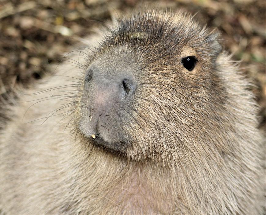 Mammal Rodent Wildlife