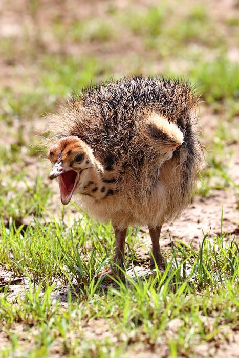 Bouquet Africa Flightless Bird