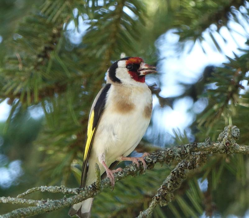 Bird Tree Fauna