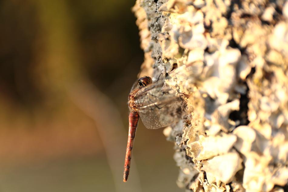 Dragonfly Wood Natural