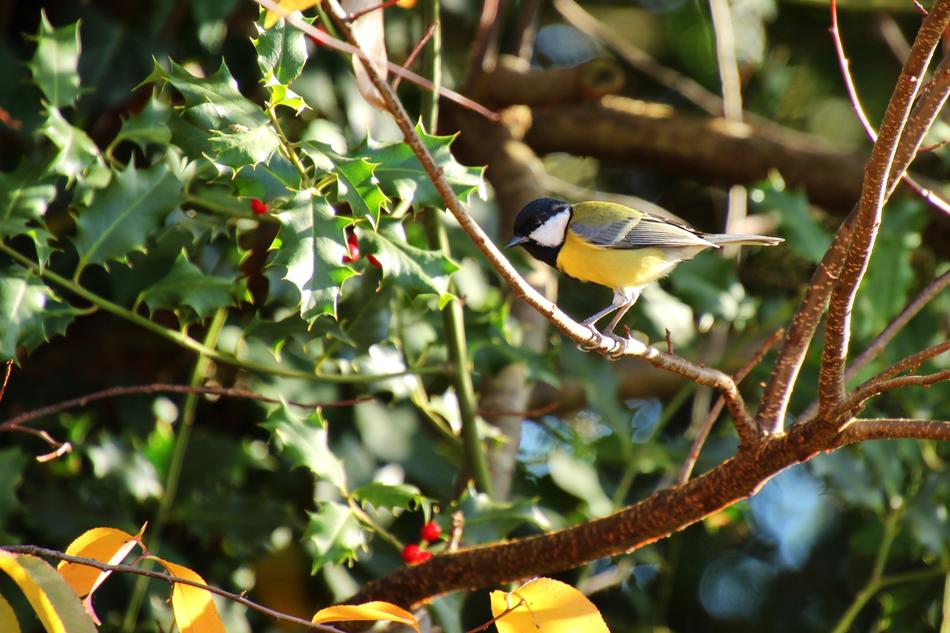 Tit Bird Songbird