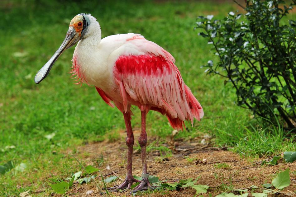 Roseate Spoonbill Bird Löffler