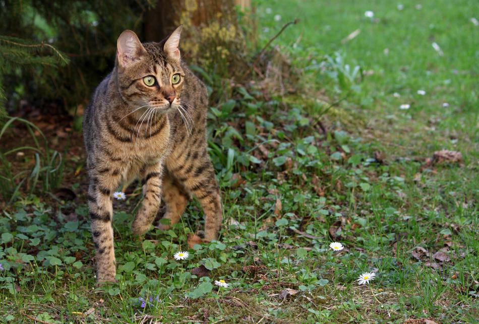 Cat Bengal Wild Animal