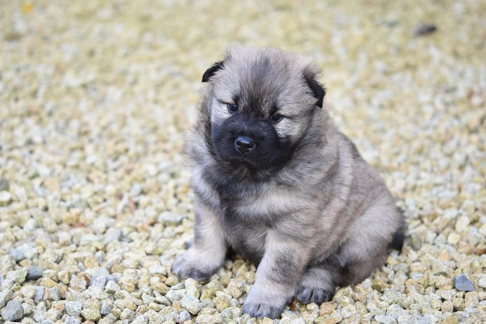 little puppy on the ground