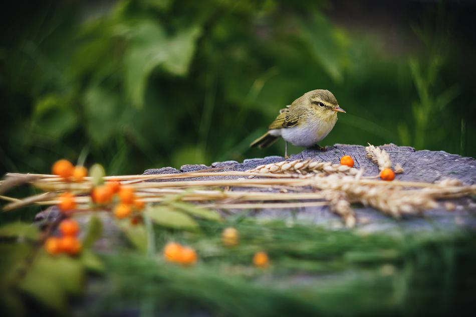 Tit Bird Barley