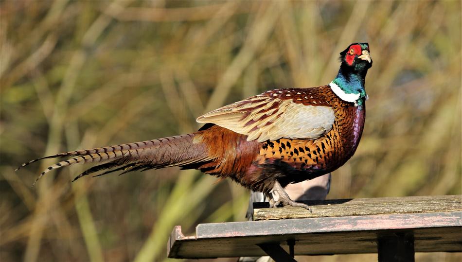 Pheasant Female Bird