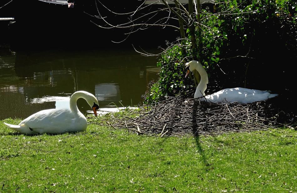 beautiful swans resting by the pond