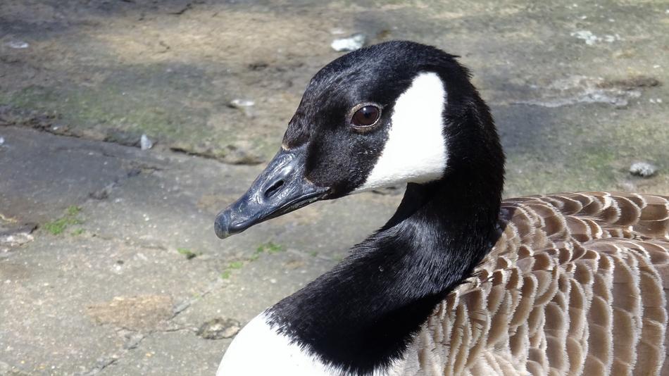 Canadian Goose Bird Nature
