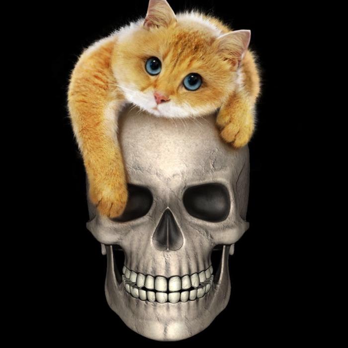 skull cat weird silly skeleton
