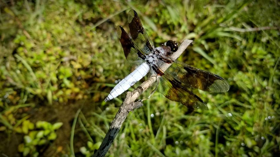 Dragonfly Common Whitetail Skimmer