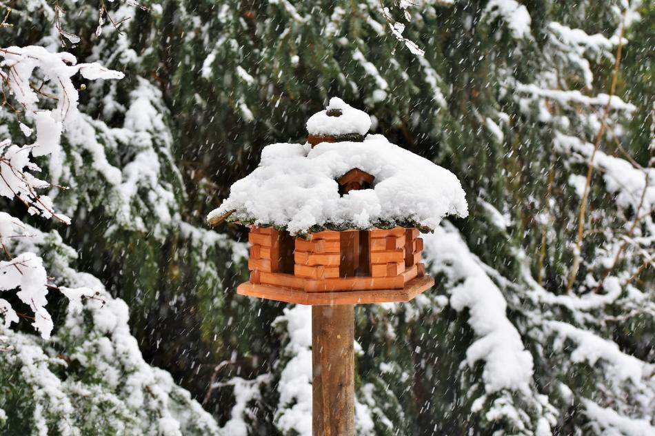 Aviary Bird Feeding