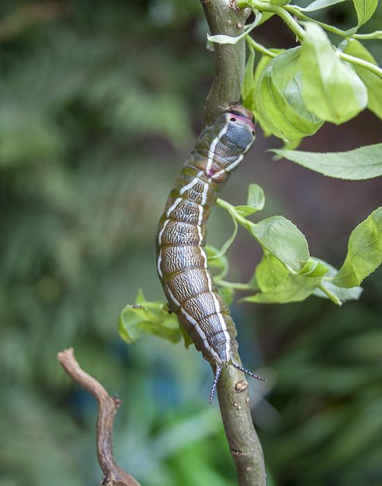 Caterpillar Puss Moth Entomology