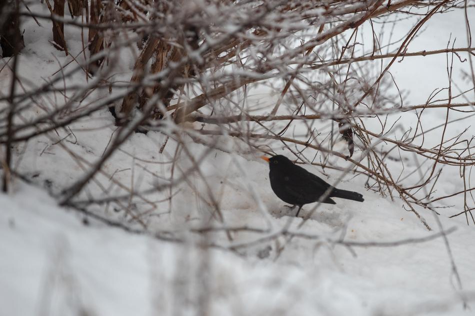 Blackbird on Snowy tree branch