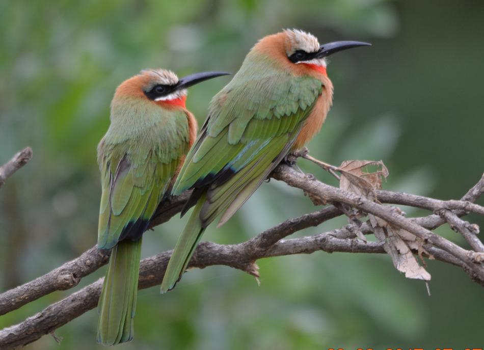 Bird Wildlife Nature