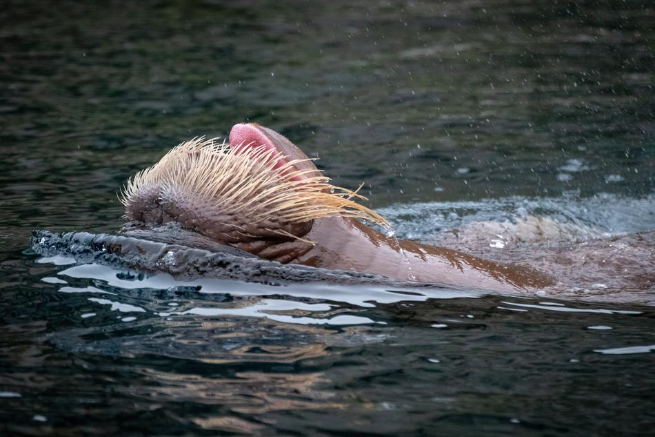 Walrus Water Animal