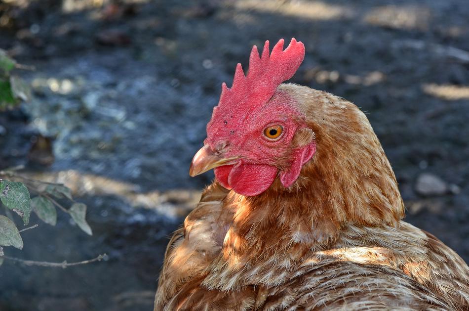 Hahn Comb Poultry
