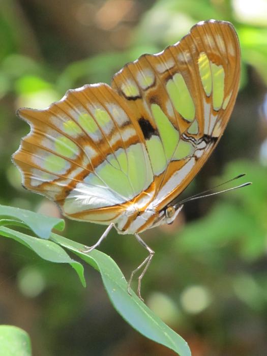 Butterfly Colorful Macro