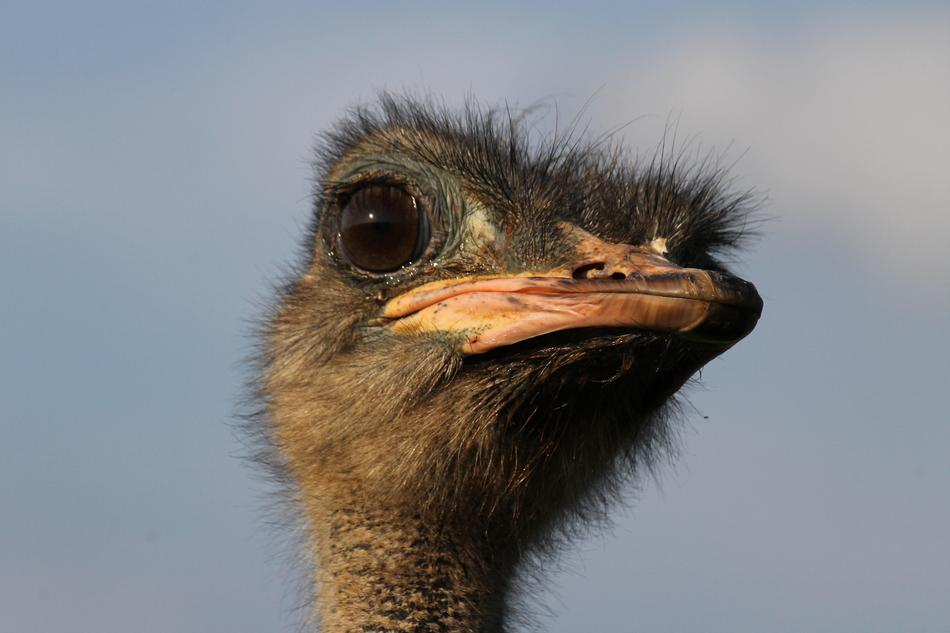 Ostrich Animal Bird
