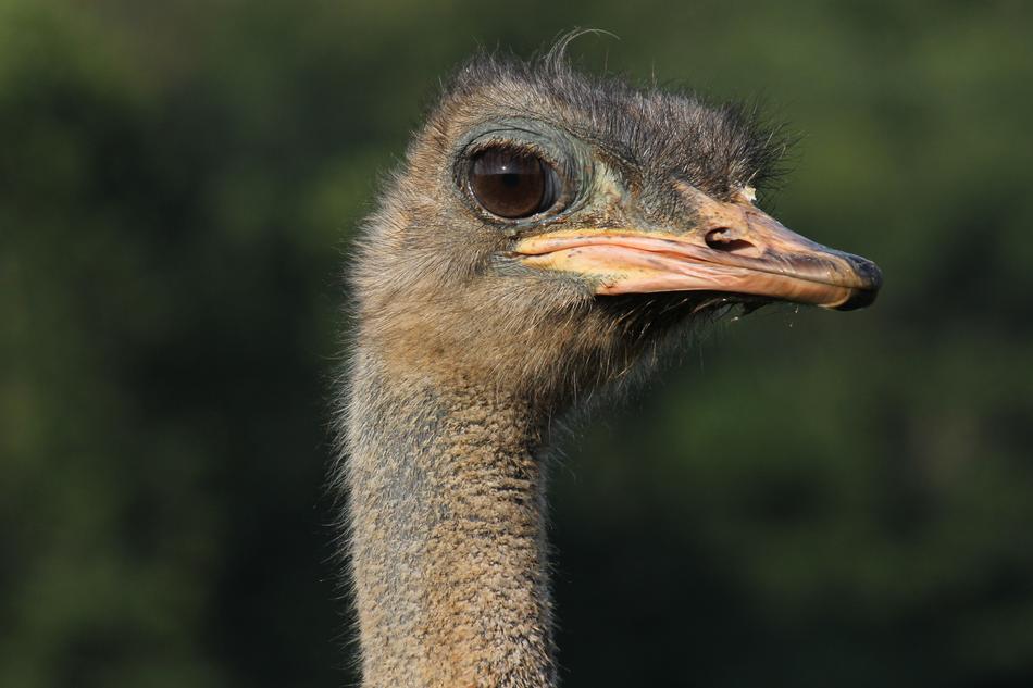 cute ostrich head