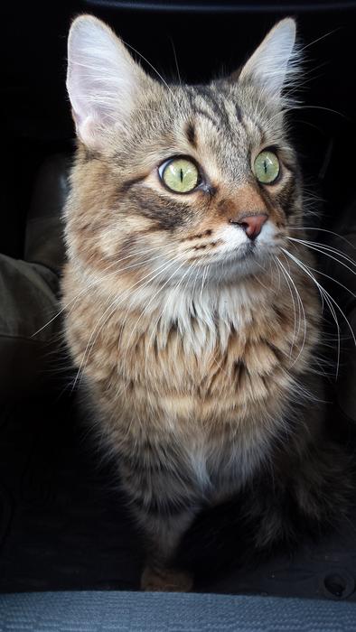 Cat Cute Animal