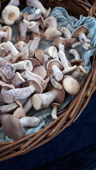 Fresh raw mushrooms in a basket