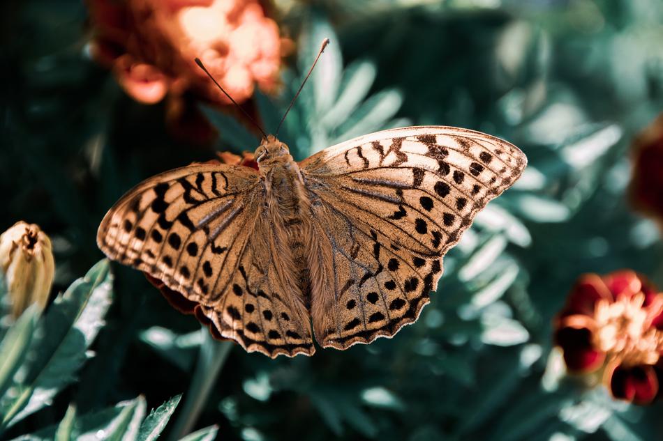 Butterfly Insect