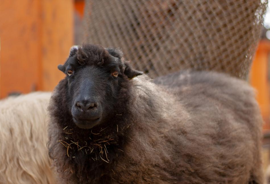 Sheep Farm Ranch
