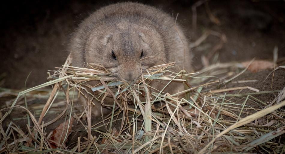 Prairie Dog Animal Nature