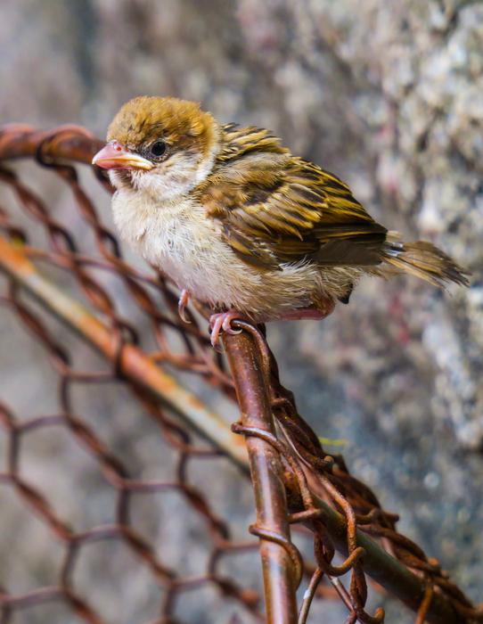 Bird Nature Outdoor