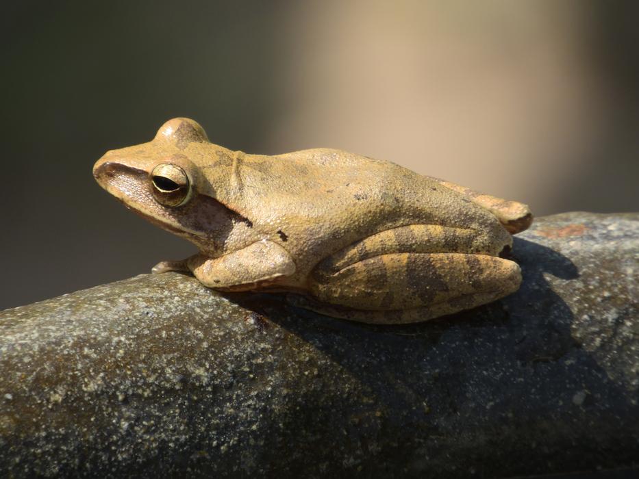 Frog Garden Thailand