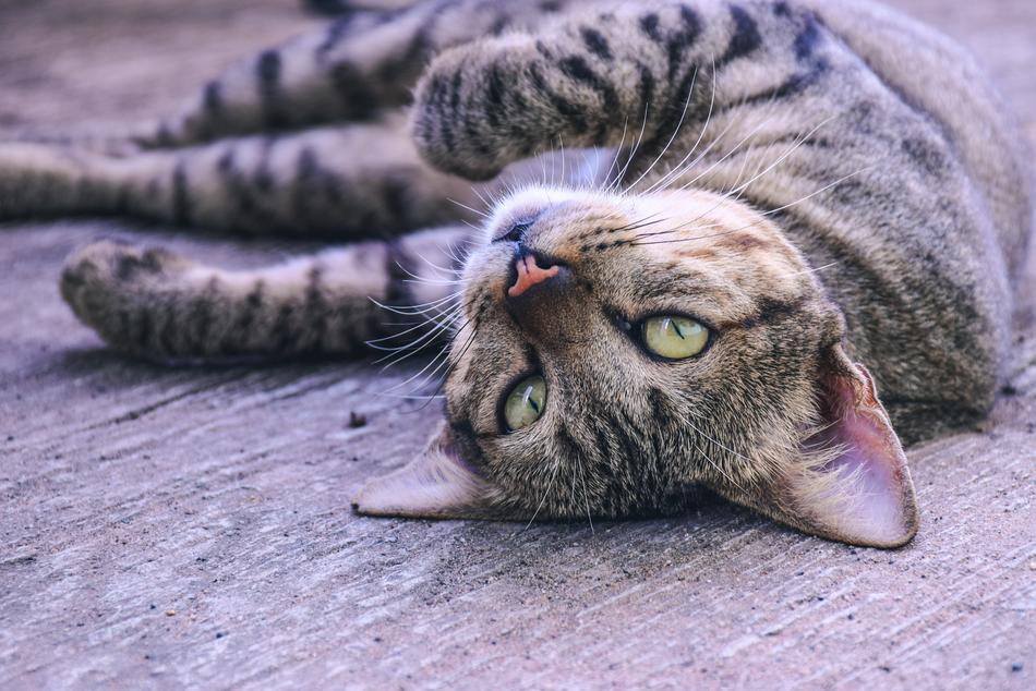 Cat Pets Cute