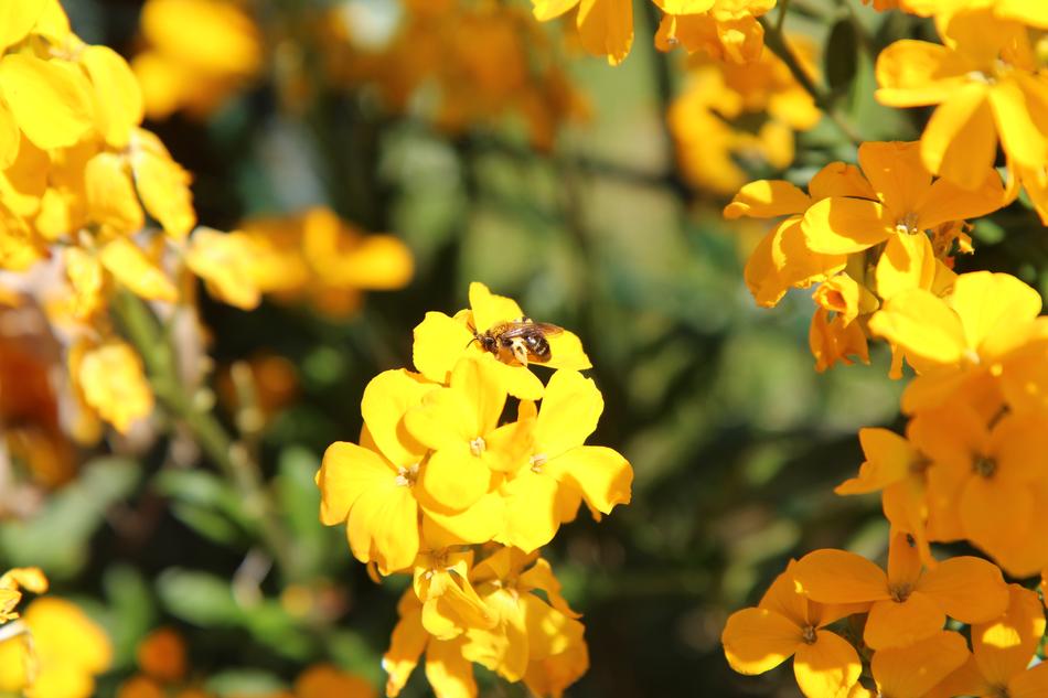 Wallflower Insect Bee Yellow