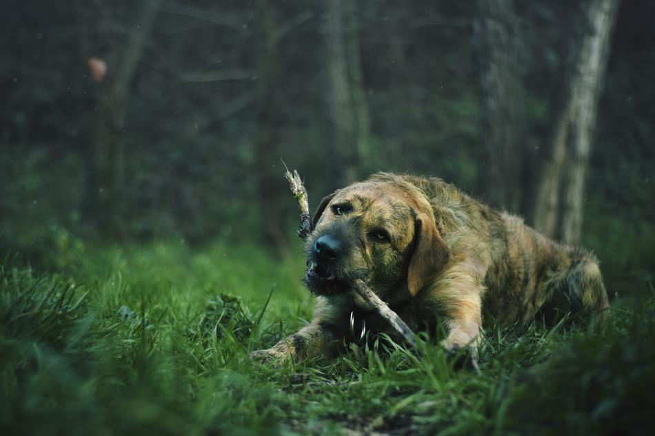 Lawn Animal Dog