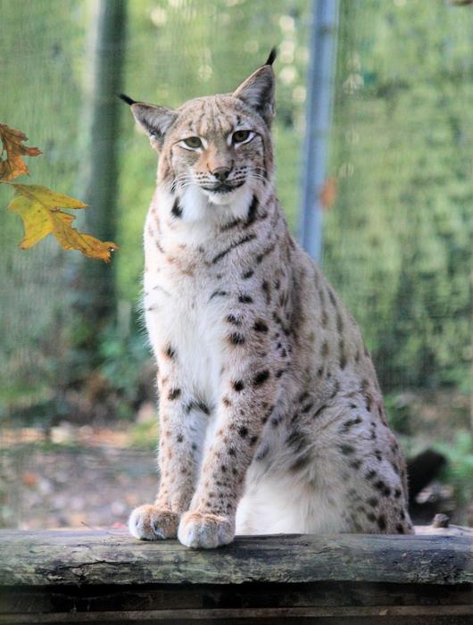 Feature The Eurasian Lynx Beast