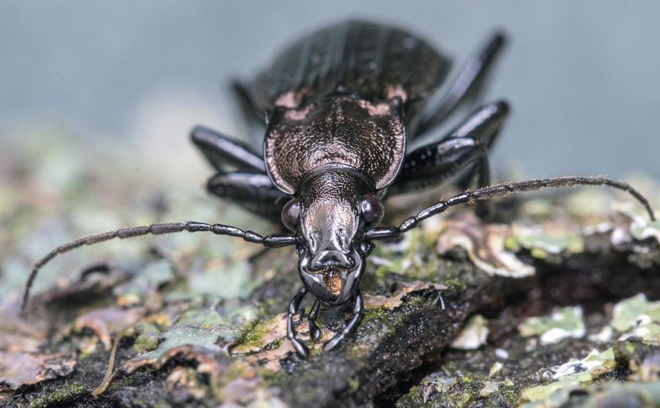 Beetle Carapace Insect