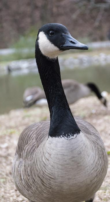 Goose Park Bird