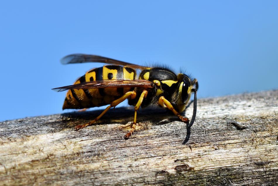 Hornet Insect Wasp
