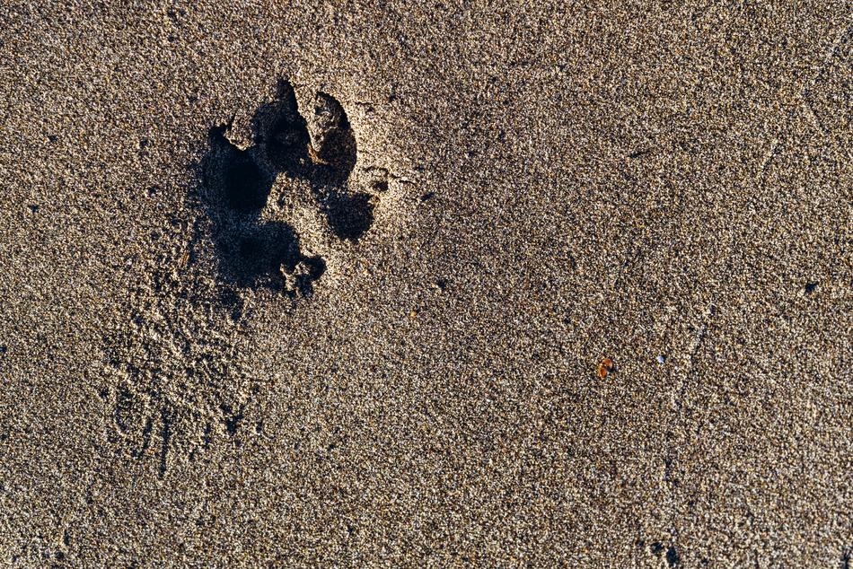 Paw Print