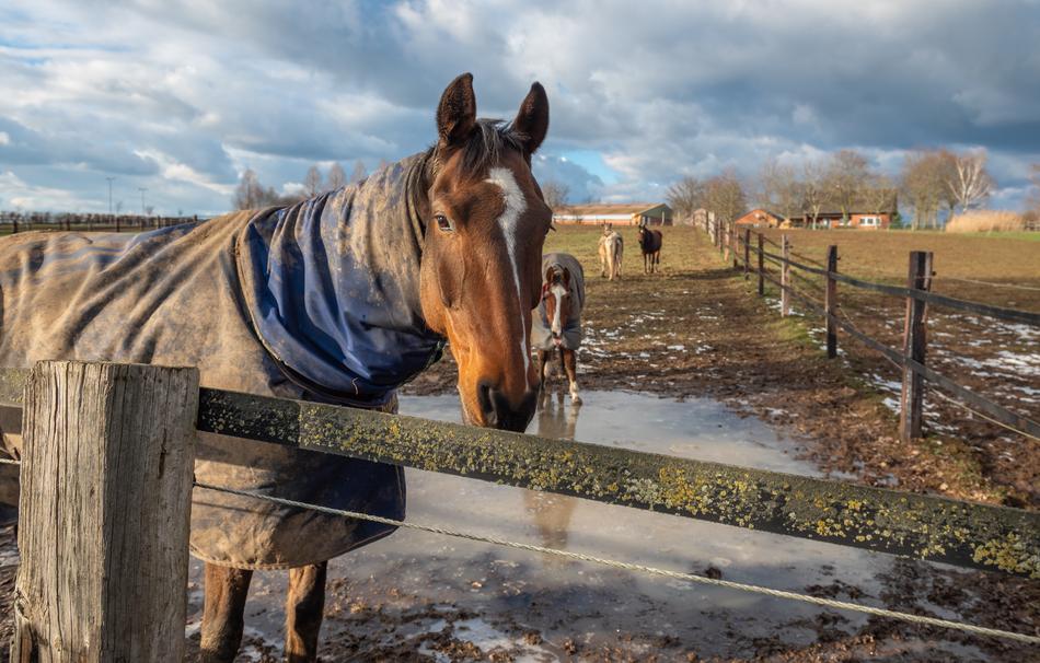 Paddock Horse Head