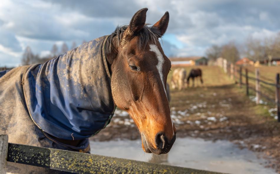 Paddock Horse Head