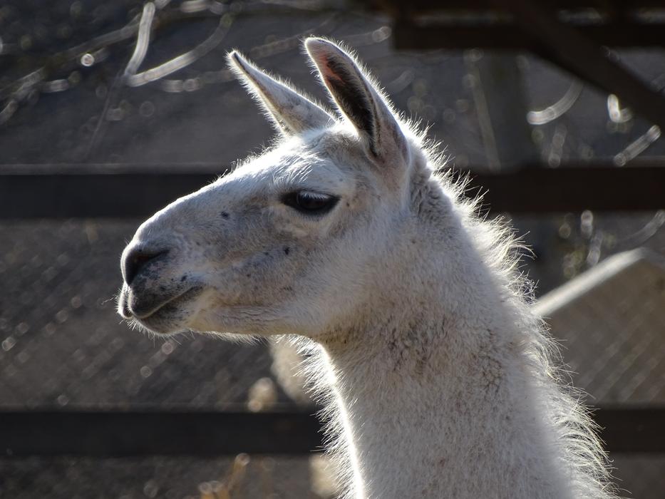 white fluffy llama